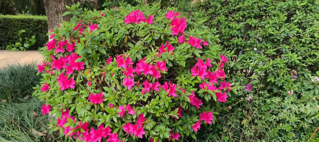 分享你随手拍的风景年年岁岁花相似，岁岁年年人不同。转眼已是花甲大叔啦，花开花落几