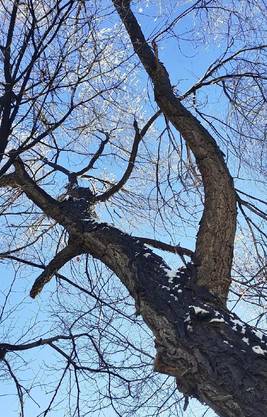 请用一句话描述现在工作和生活状态老牛拉破车，牛老了，车也快散架了，对付着慢慢走吧