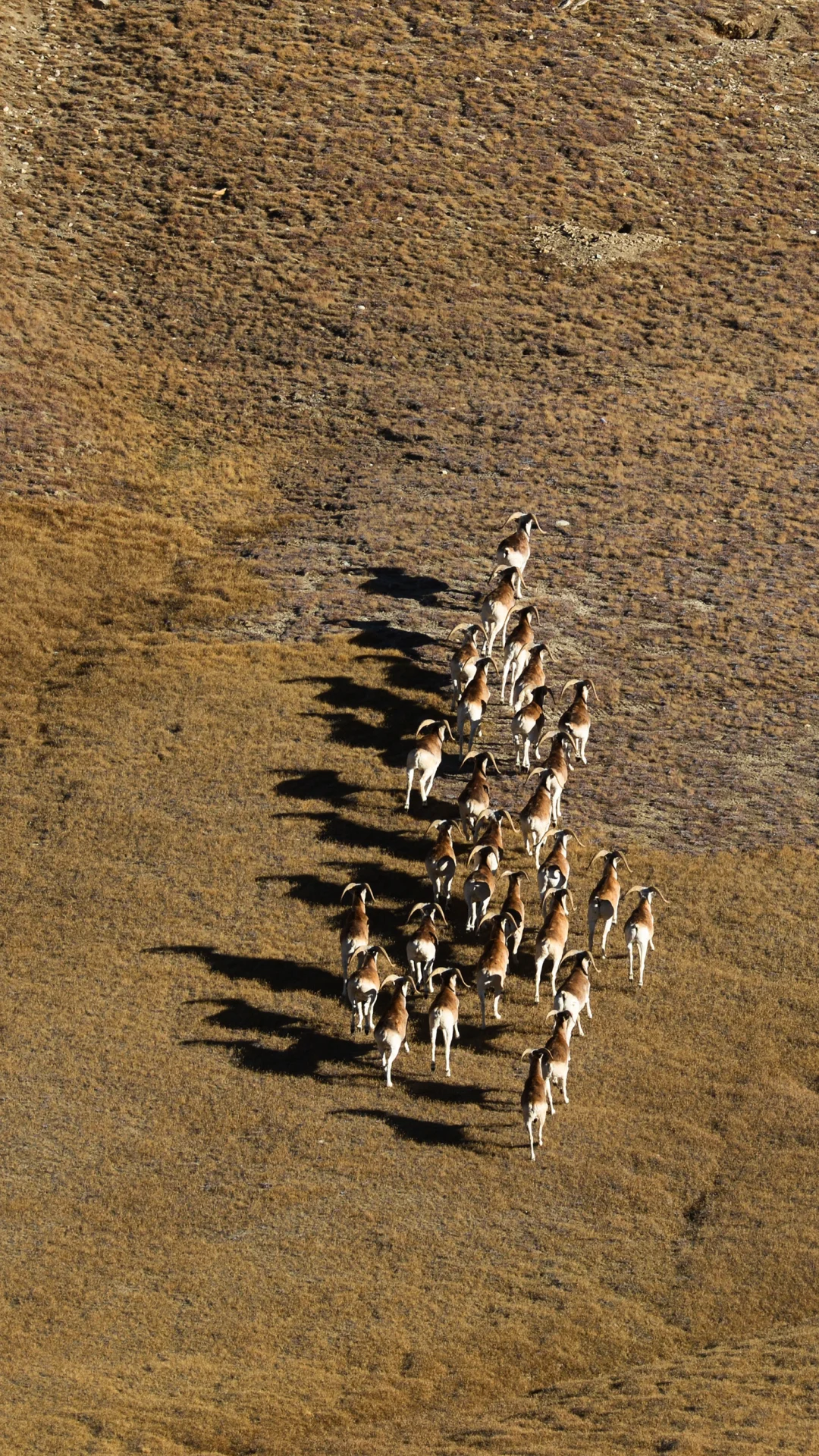 高原上的马可波罗盘羊，你见过吗？
