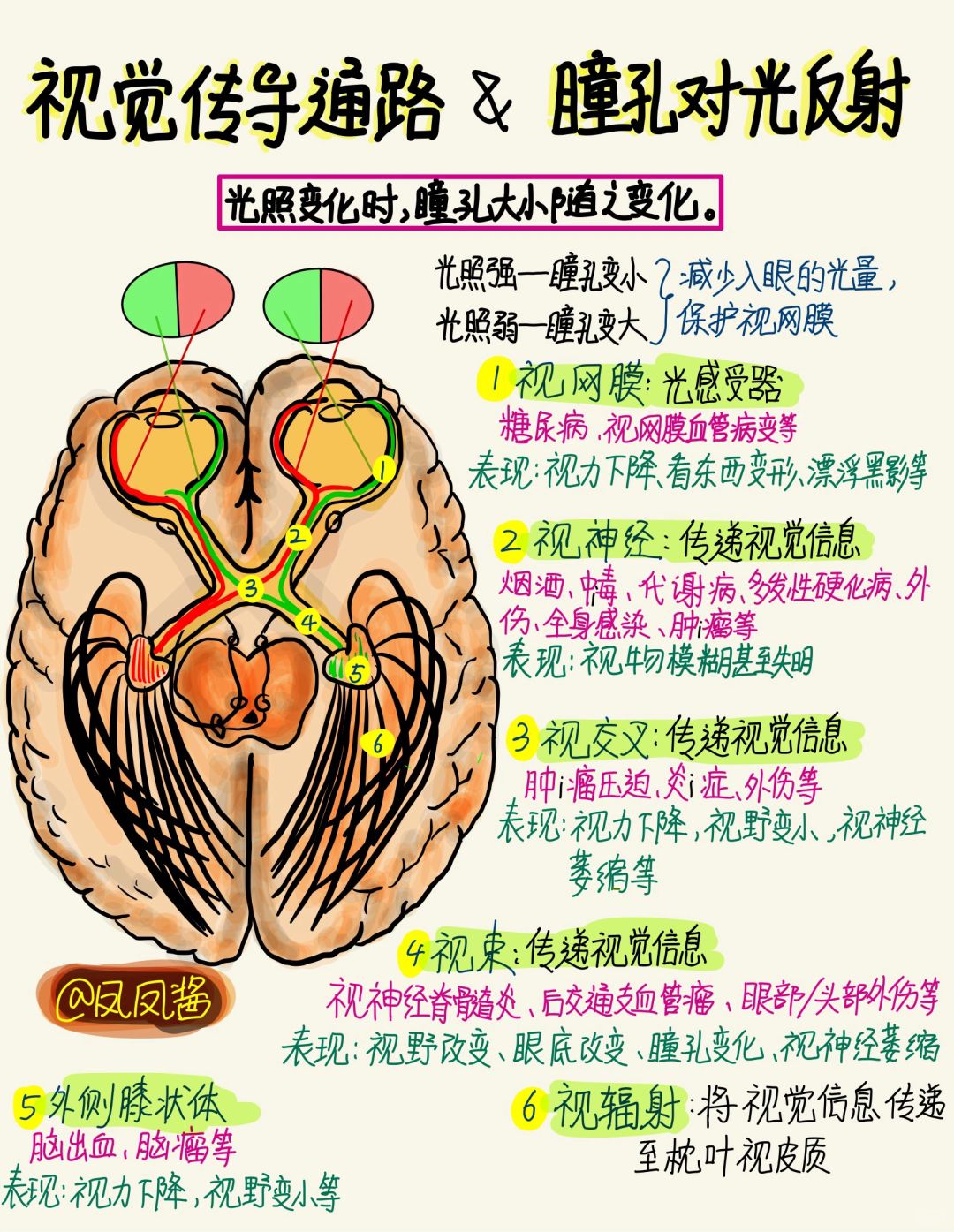 视觉传导通路 & 瞳孔对光反射 建议点赞收藏