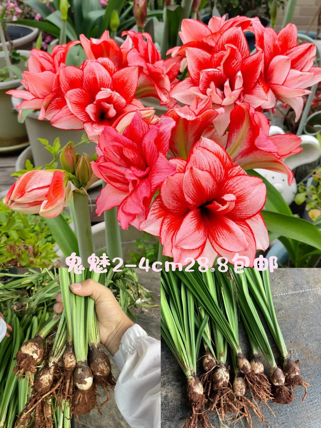 鬼魅朱顶红有货啦28.8
