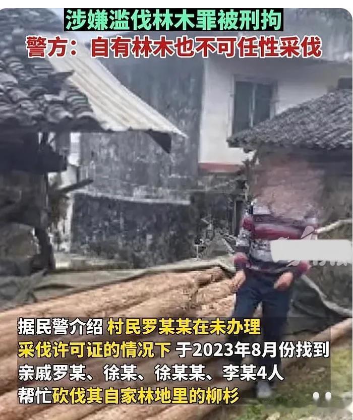“我砍自己种的树，怎么就违法了？”四川凉山，一男子砍伐了种在自家林地的514株柳