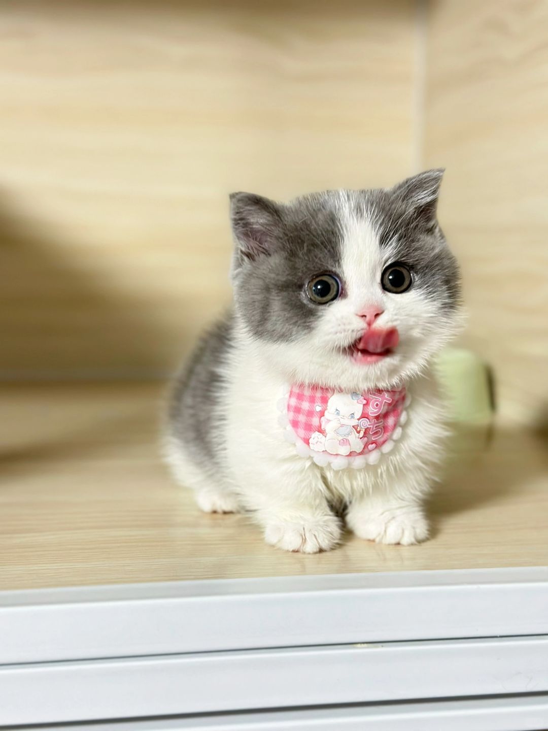 吐个舌头吧👅 蓝白矮脚猫