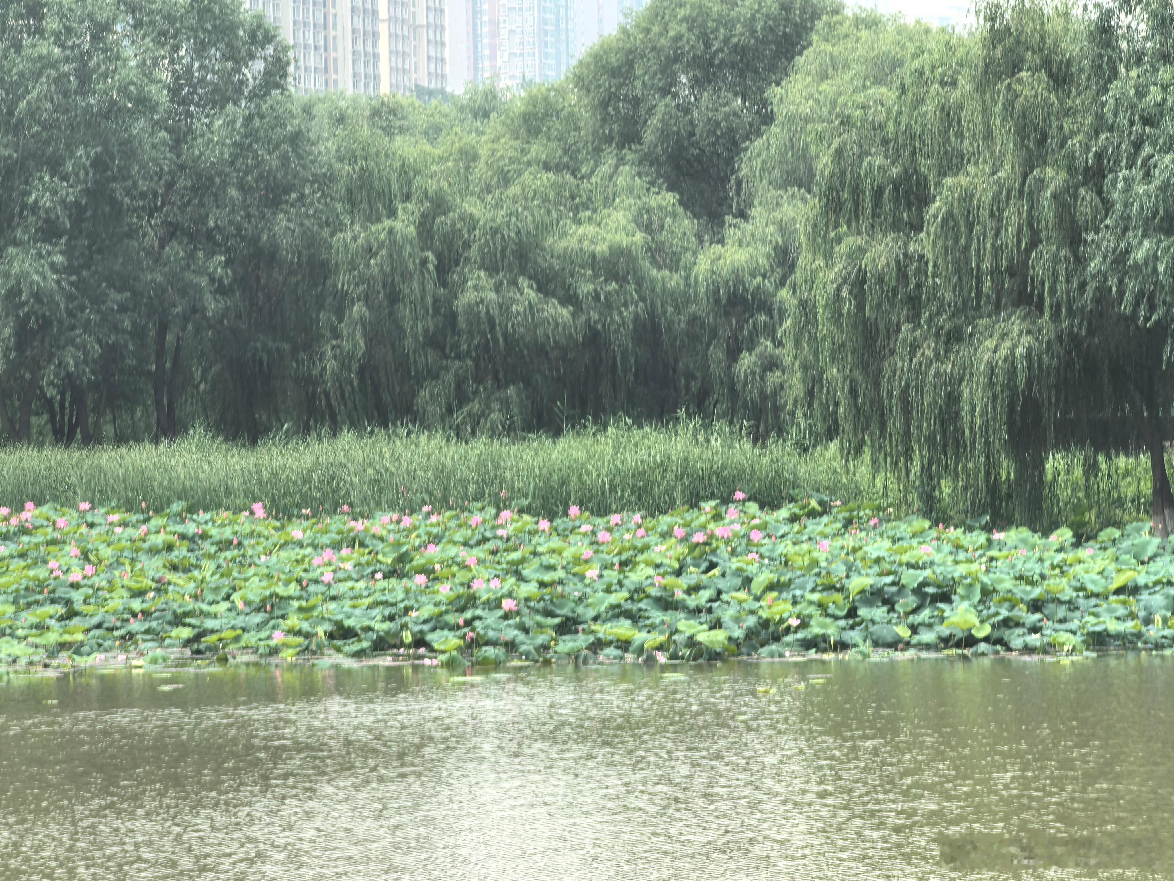 生活手记 路过桃花潭公园看到荷花开了呢，捡个好天气来打卡 西安·桃花潭公园