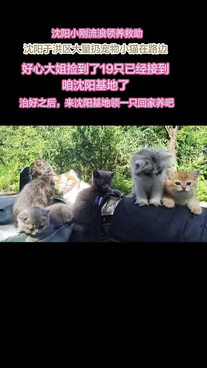 1️⃣触目惊心：在沈阳某宠物市场附近，上百只病愈宠物猫被繁育户无情丢弃，好心大姐