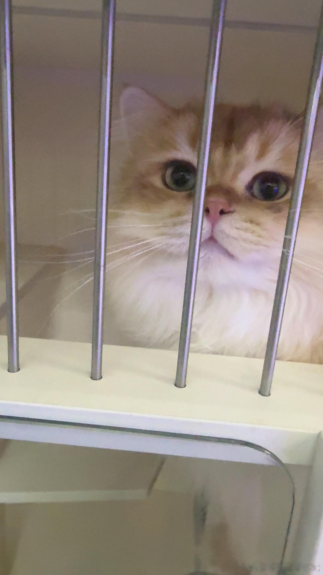 热爱分享的小资资(ᐡ⦁⩊⦁⸝⸝ᐡ )₊୭ 
