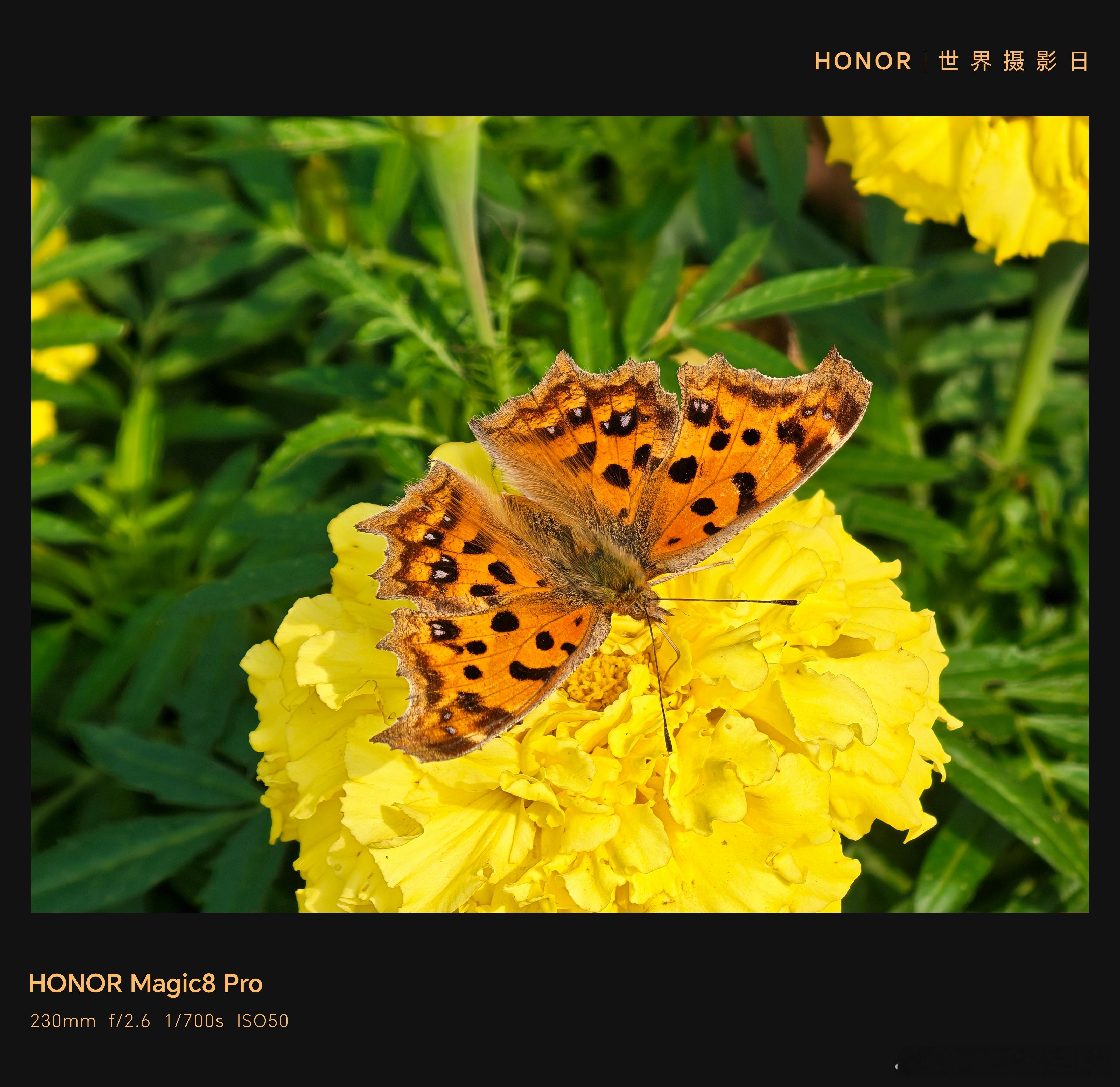 马斯克称5年后不再有手机和App那我怎么用手机拍摄好看的东西呢[捂嘴哭][捂嘴哭