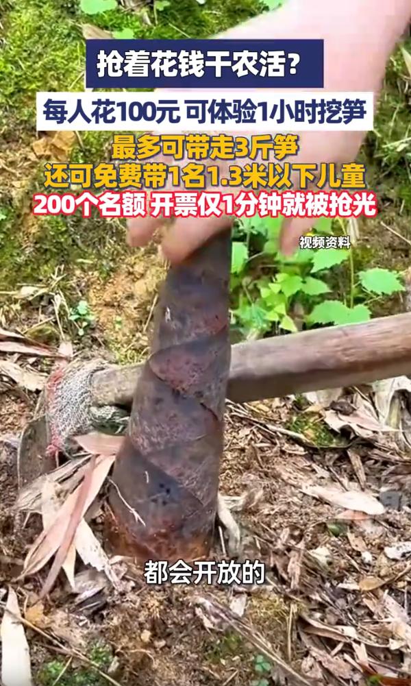“抢着花钱干农活！”上海，一森林公园举办上山挖笋的活动，只需要交100块钱的报名