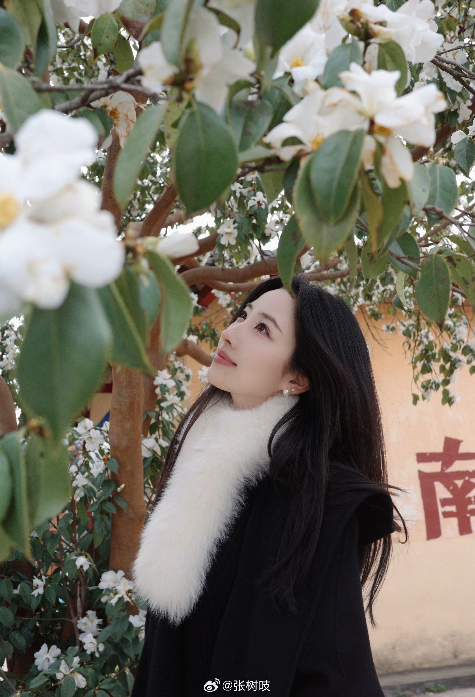 山茶花开 宜昌