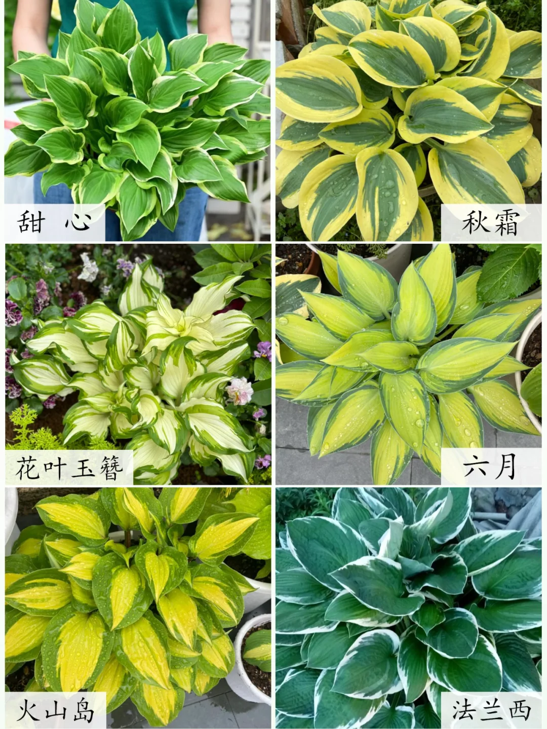 【图谱】24款花叶皆美的玉簪品种推荐！