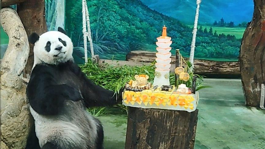 【大熊猫“圆仔”迎10岁生日：推倒“台北101”蛋糕 台民众高喊表白】据台湾中时