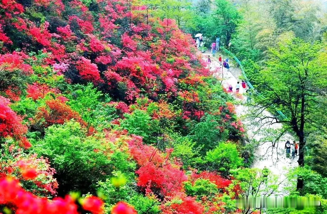 《鹧鸪天. 大幕山杜鹃》
又是人间四月天，
幕山如染彩云间。
春花烂漫千堆醉，