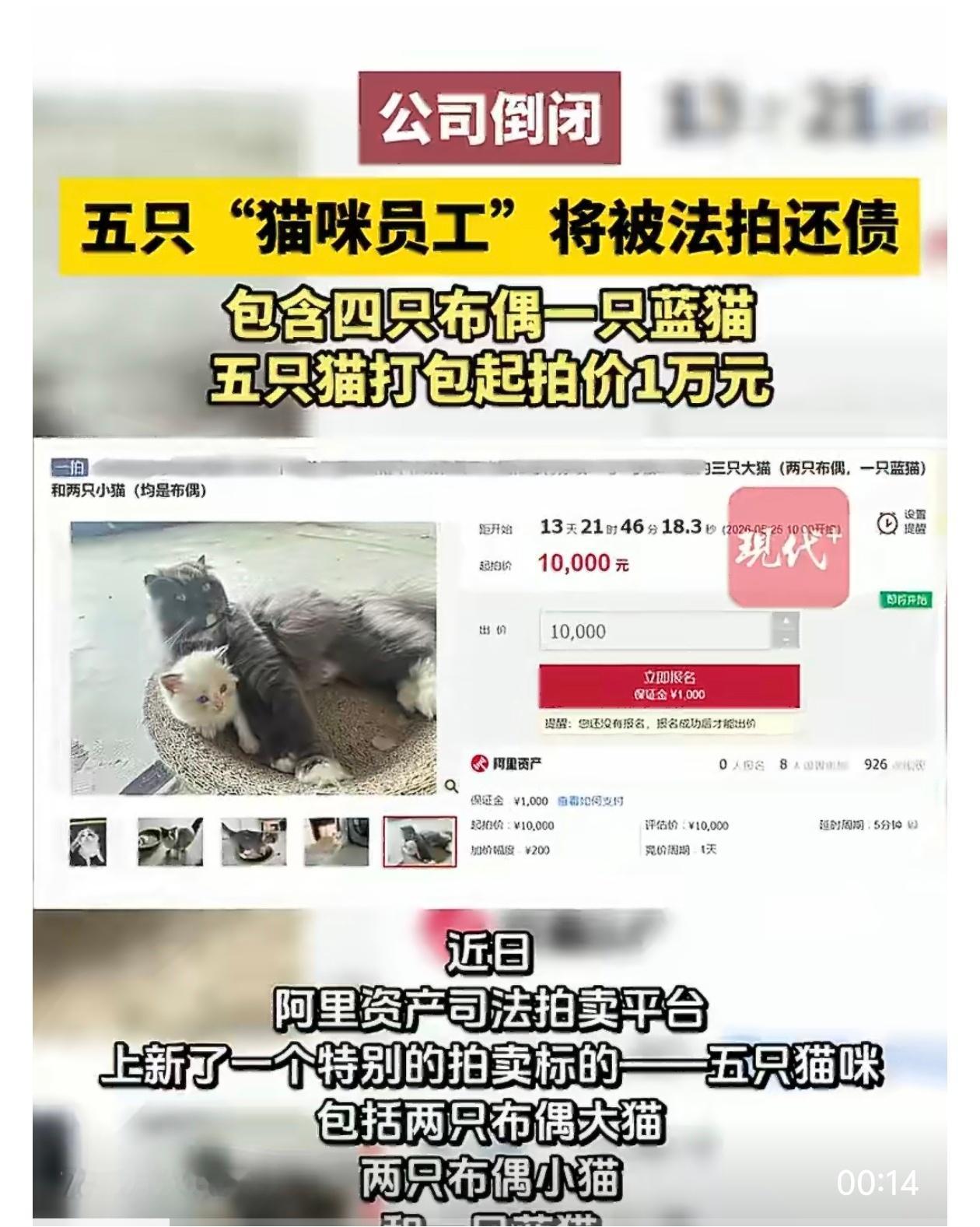 公司欠债倒闭五只猫咪员工被法拍公司购入出入账，这也是属于公司财产，拍卖合理，合规