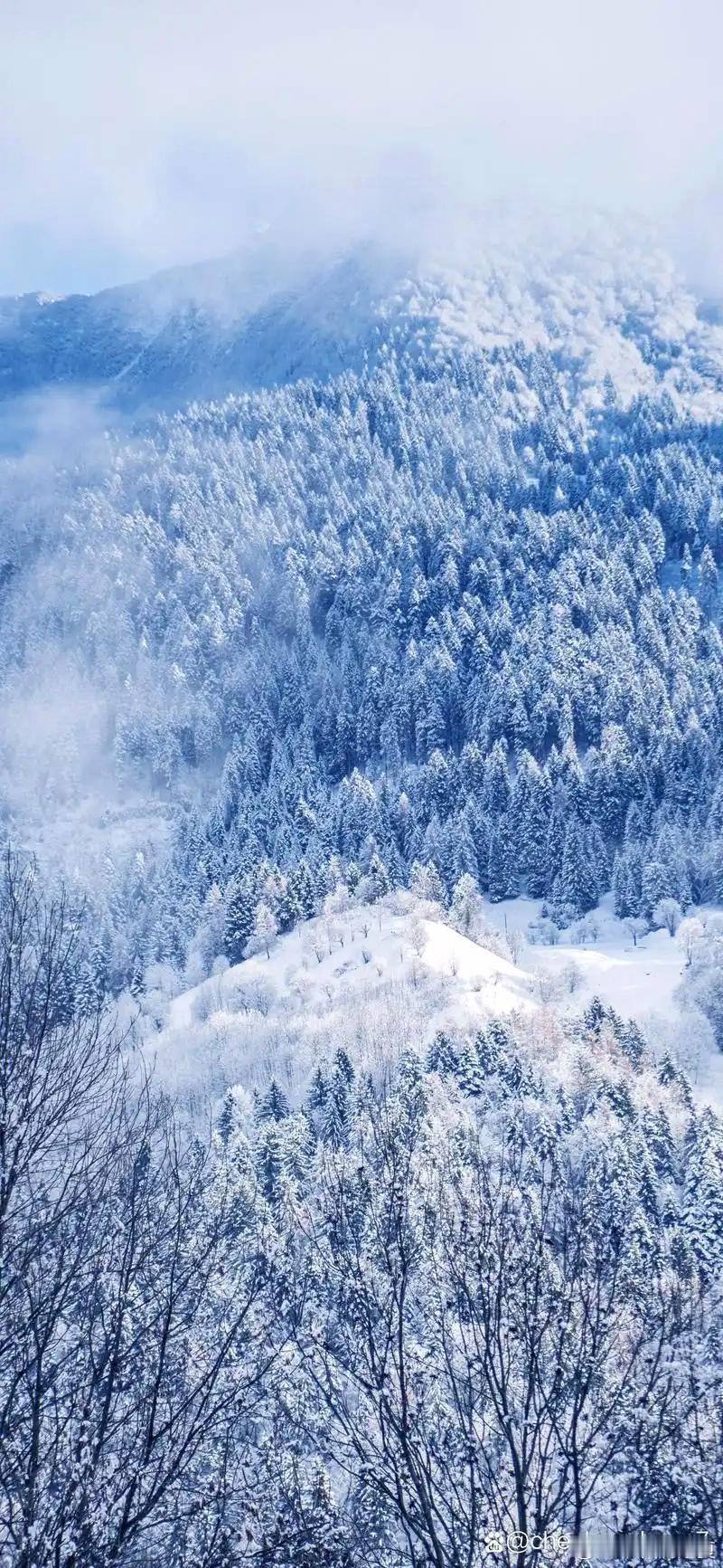 冬日里的梦幻仙境，雪白世界静谧如诗～ 