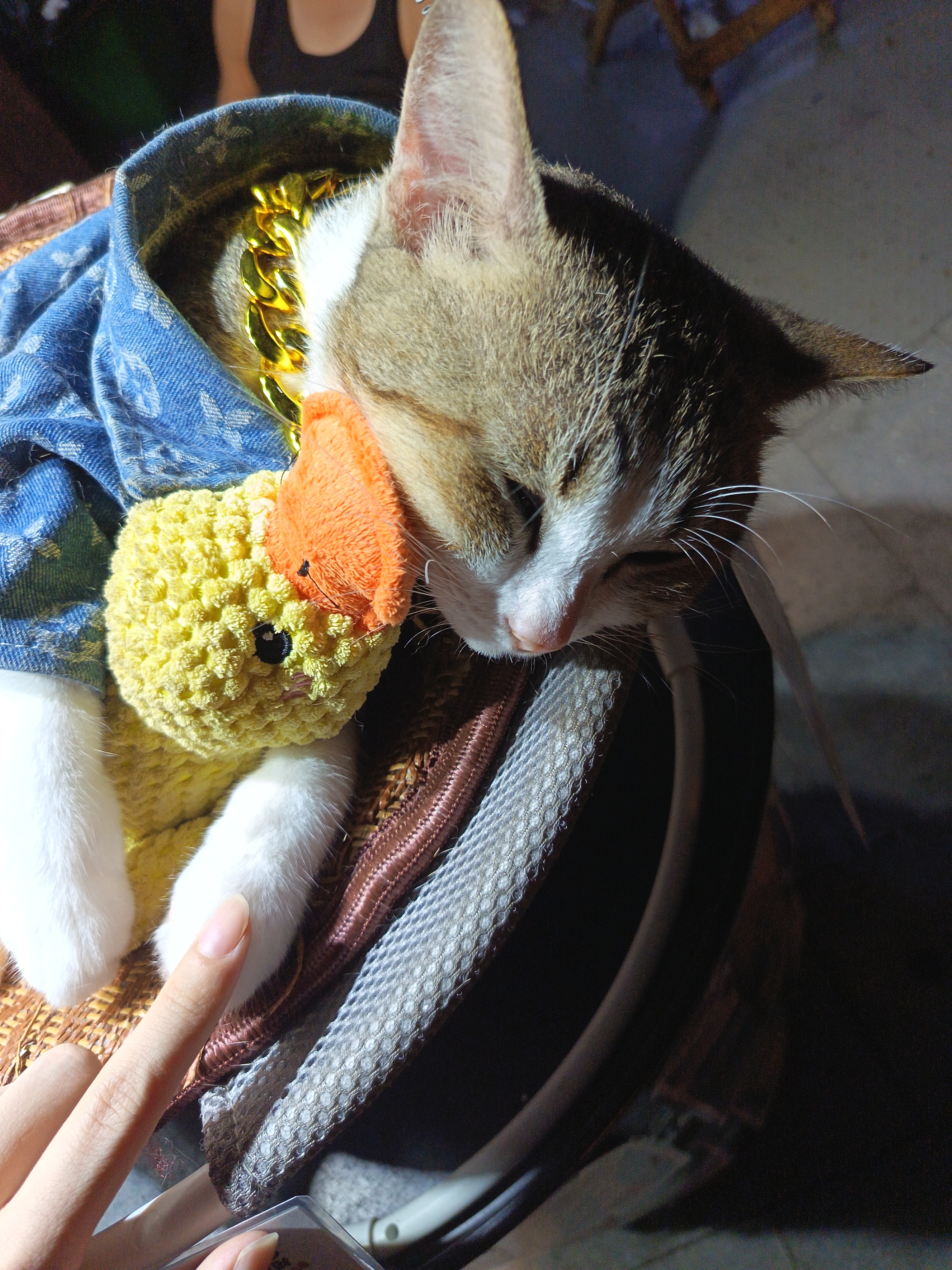 在兰桂坊都能安然入眠的猫 ​​​