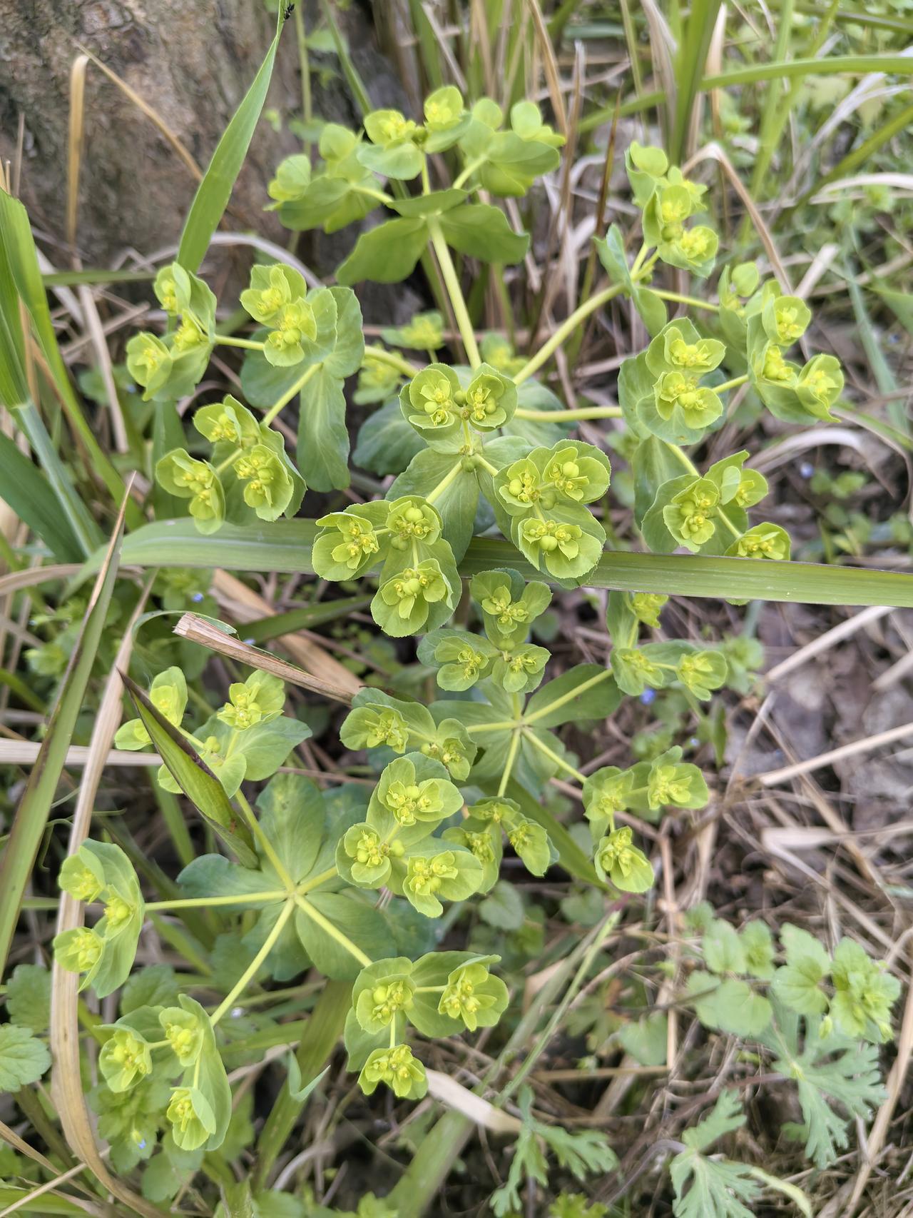 大家有谁认识这种植物的，叫啥名字？外交部：美方大肆迫害中国学生学者 外交部回应日