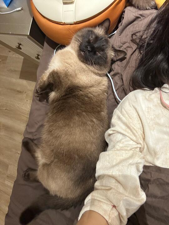 小猪说晚安