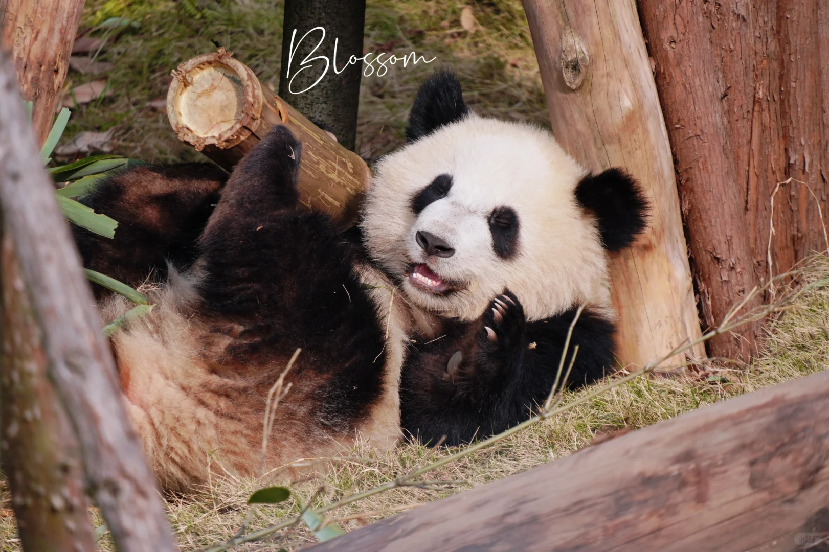 241105 很拽的邪恶拜拜猪