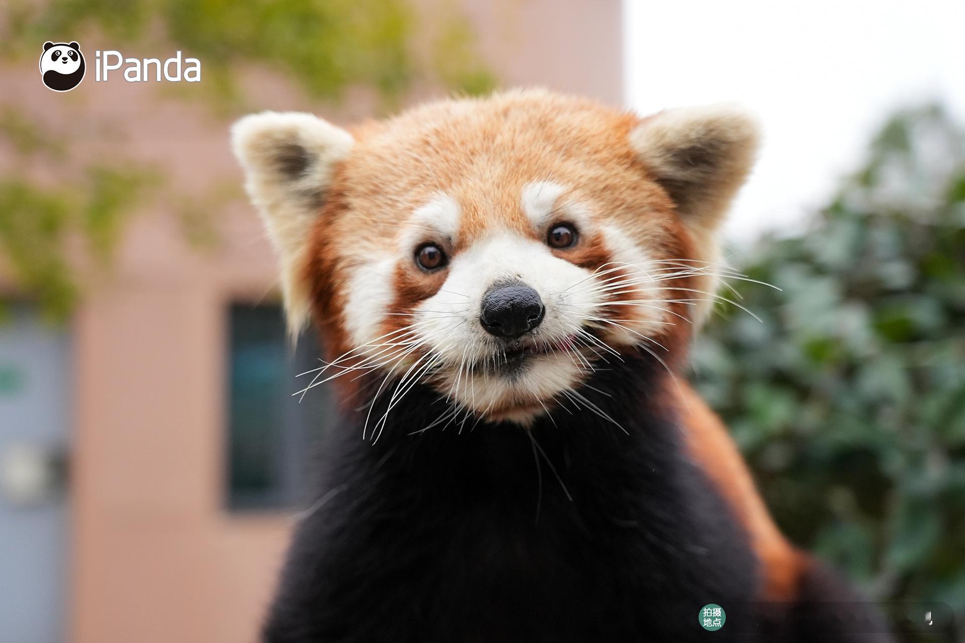 🌍今天是第 57 个 世界地球日 🐼来自大自然的它们轻声说：保护地球，就是守