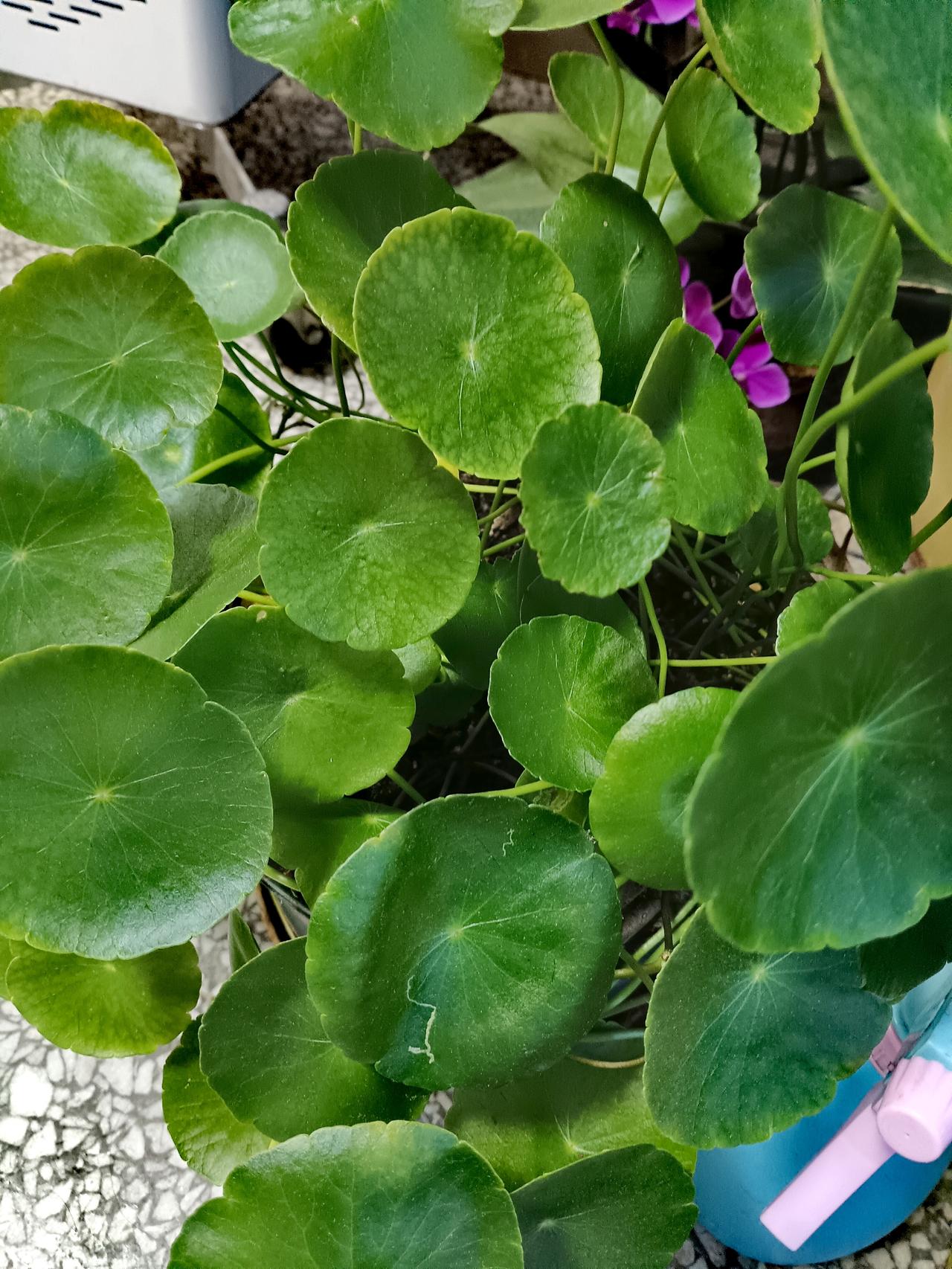 铜钱草，叶片圆润如古铜钱，层层叠叠铺展成一片碧绿，象征着团圆与财源滚滚。