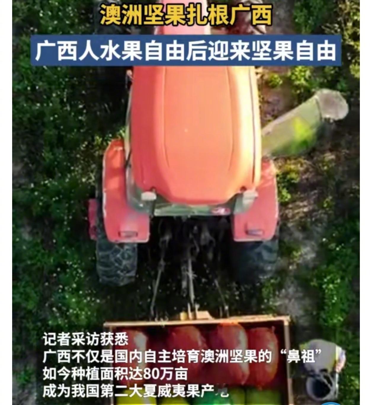 广西人水果自由后迎来坚果自由  澳洲坚果怎么成了广西特产  澳大利亚能够长的夏威