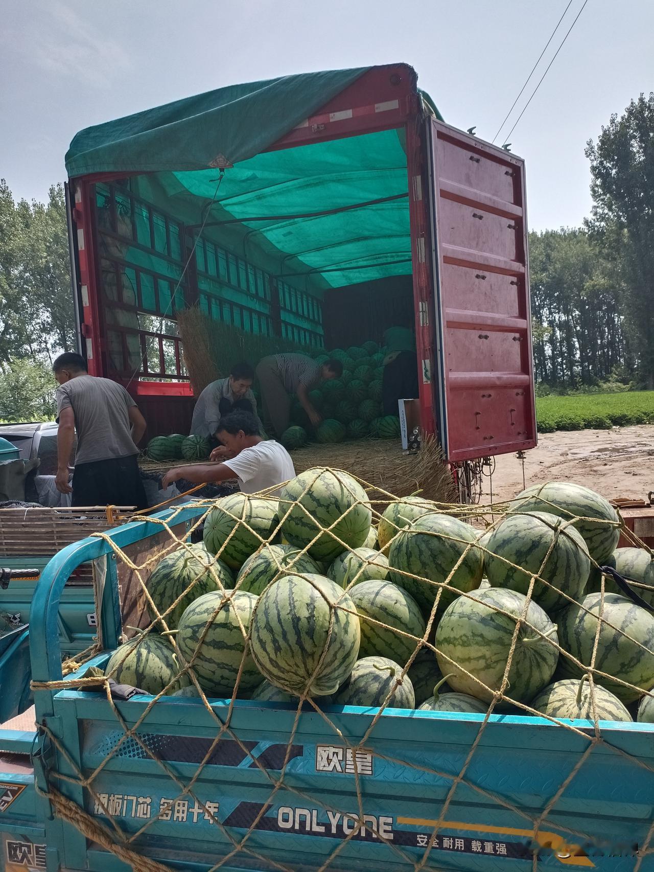 这往车里装西瓜也是技术活啊，看人家三个人装一车轻松松松，两人在里面负责码西瓜，外