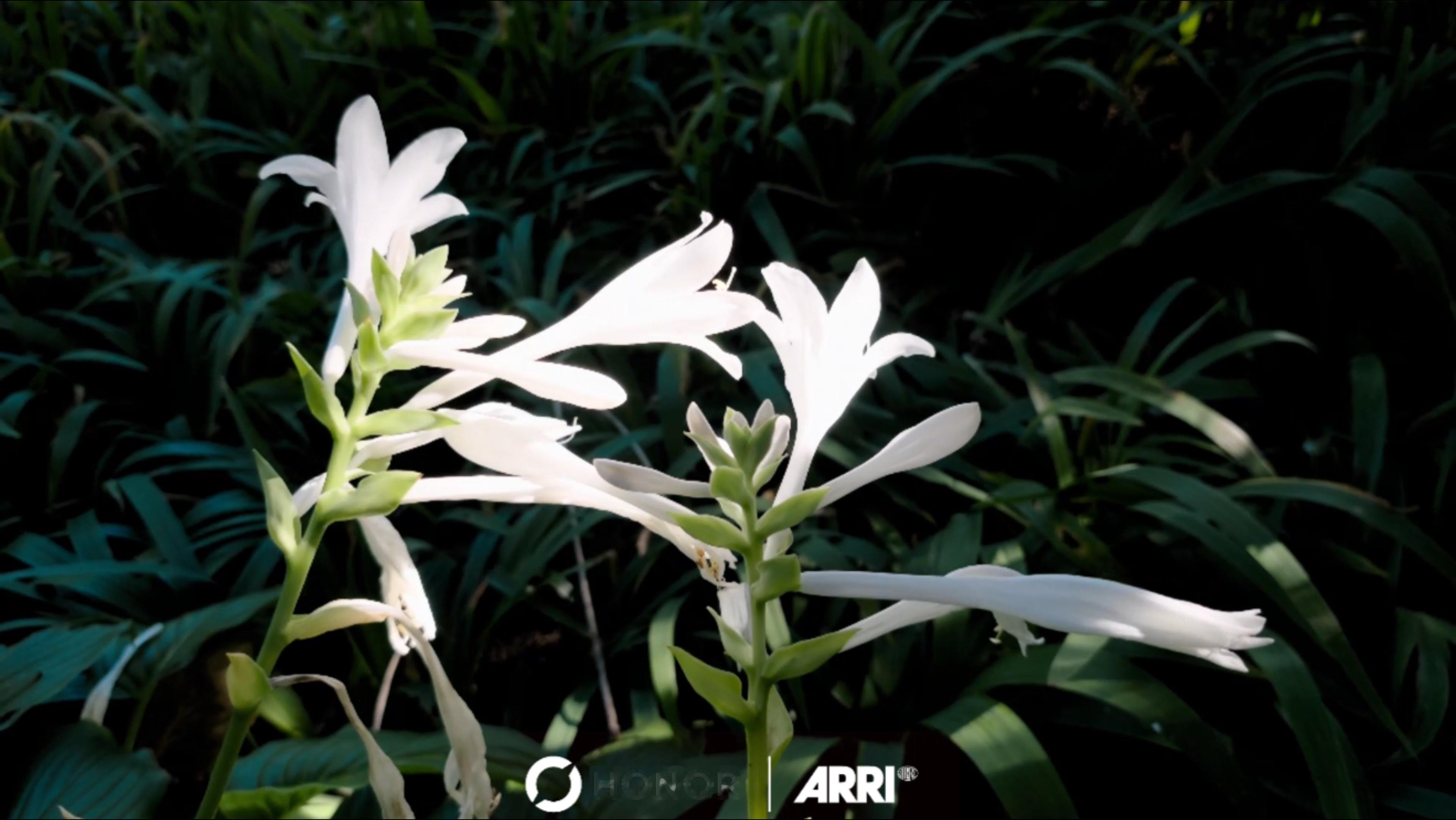 早ﾉ☀荣耀Robot Phone 「ARRI电影」模式拍出来的视频，导出成Liv
