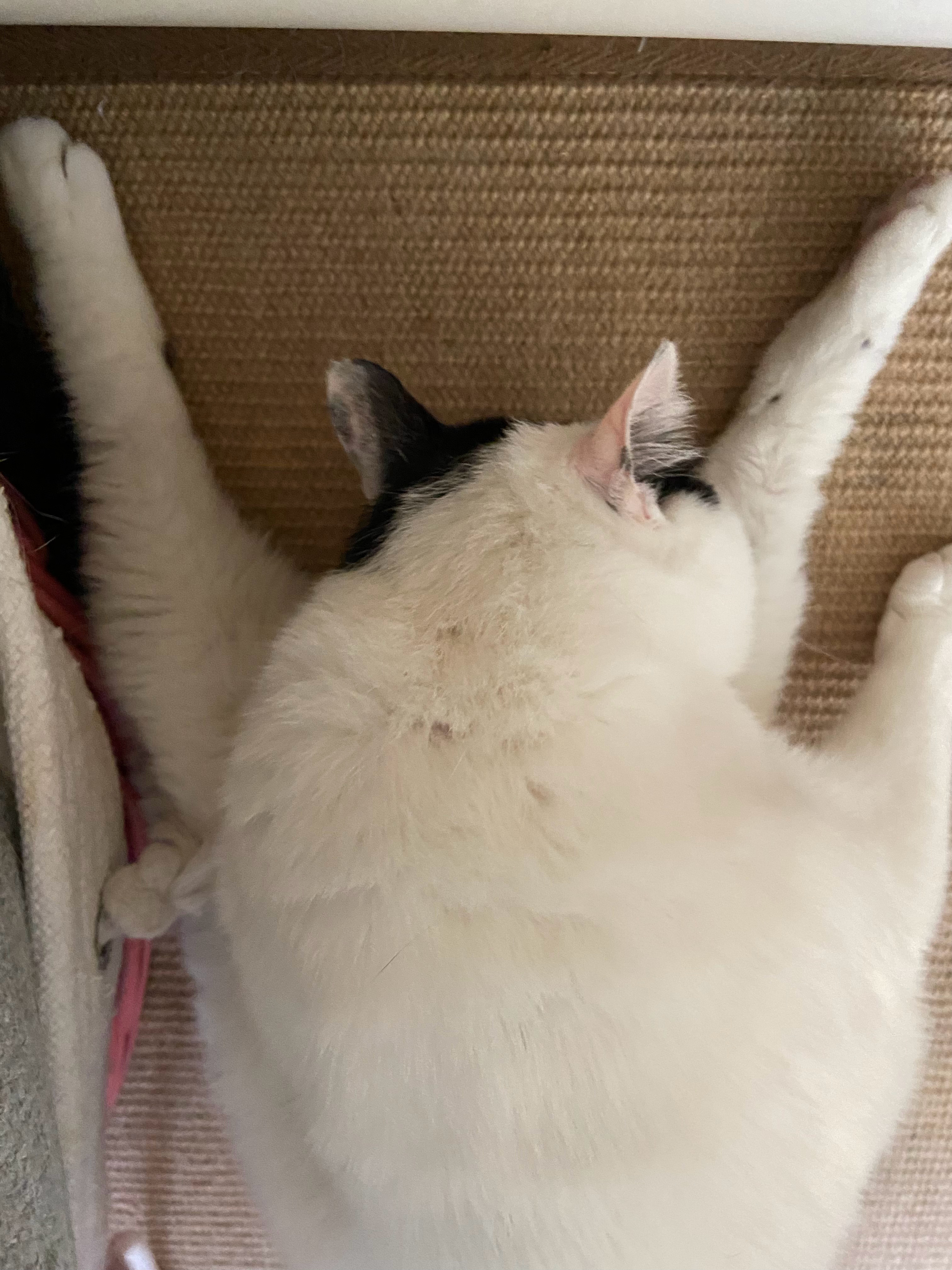 猫猫真的很爱干净所以几年不洗也只是油葡锅锅日常吸猫年度高萌瞬间