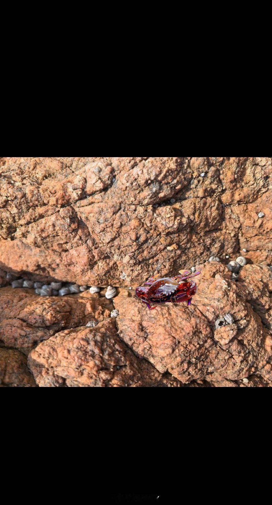 中超联赛[超话] 寓言故事《礁石缝霸王之赤甲红》礁石区的石缝里，住着一只赤甲红螃