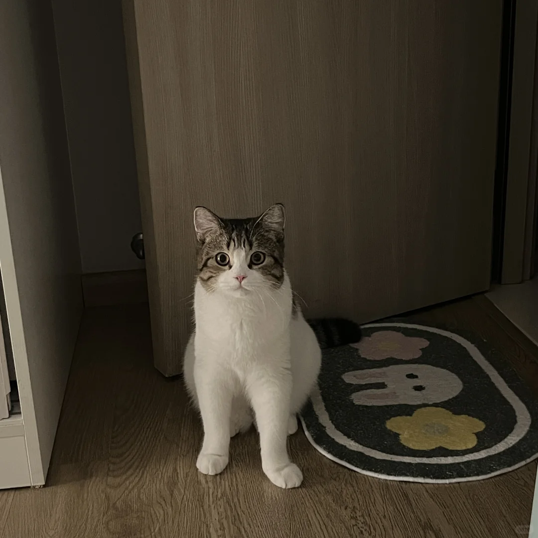 ee，该睡了，需要我陪你吗| 猫咪出租