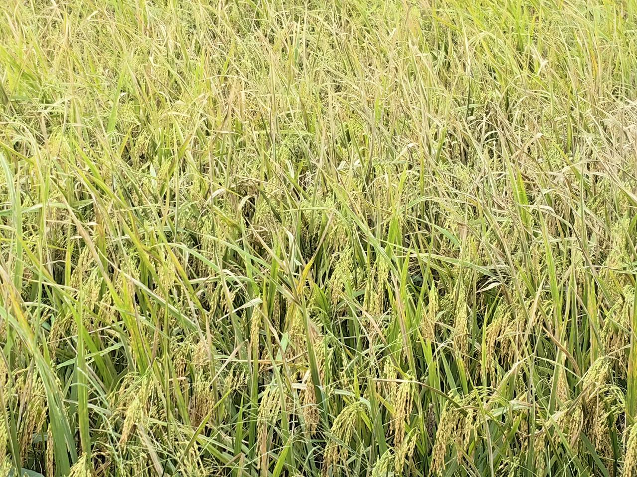 一阵阵秋风掠过，稻田里翻涌着金色的波浪，饱满的稻穗低着头，好像在告诉大家，又是大