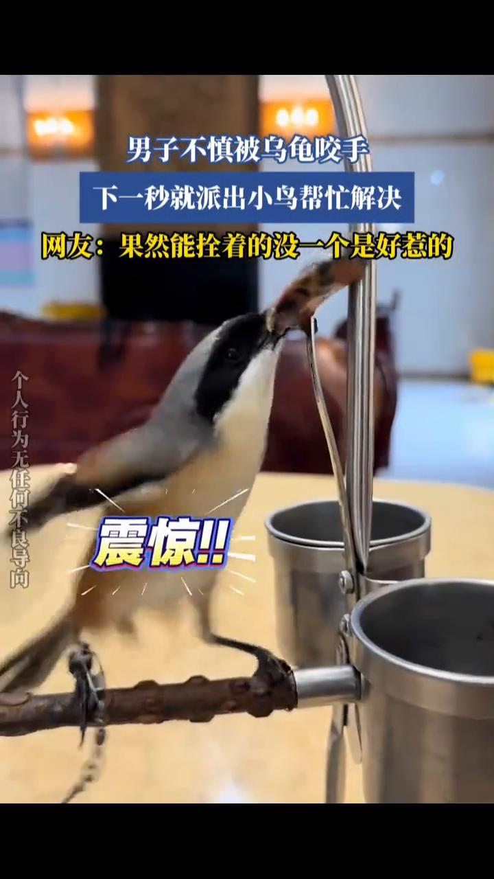 男子不慎被乌龟咬手，下一秒就派出小鸟帮忙解决。
网友：果然能拴着的没一个是好惹的
