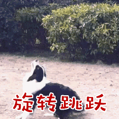 养狗后正式确诊为子涵妈朋友自从养了狗，直接确诊子涵妈😂 每天忙个不停，感觉比养