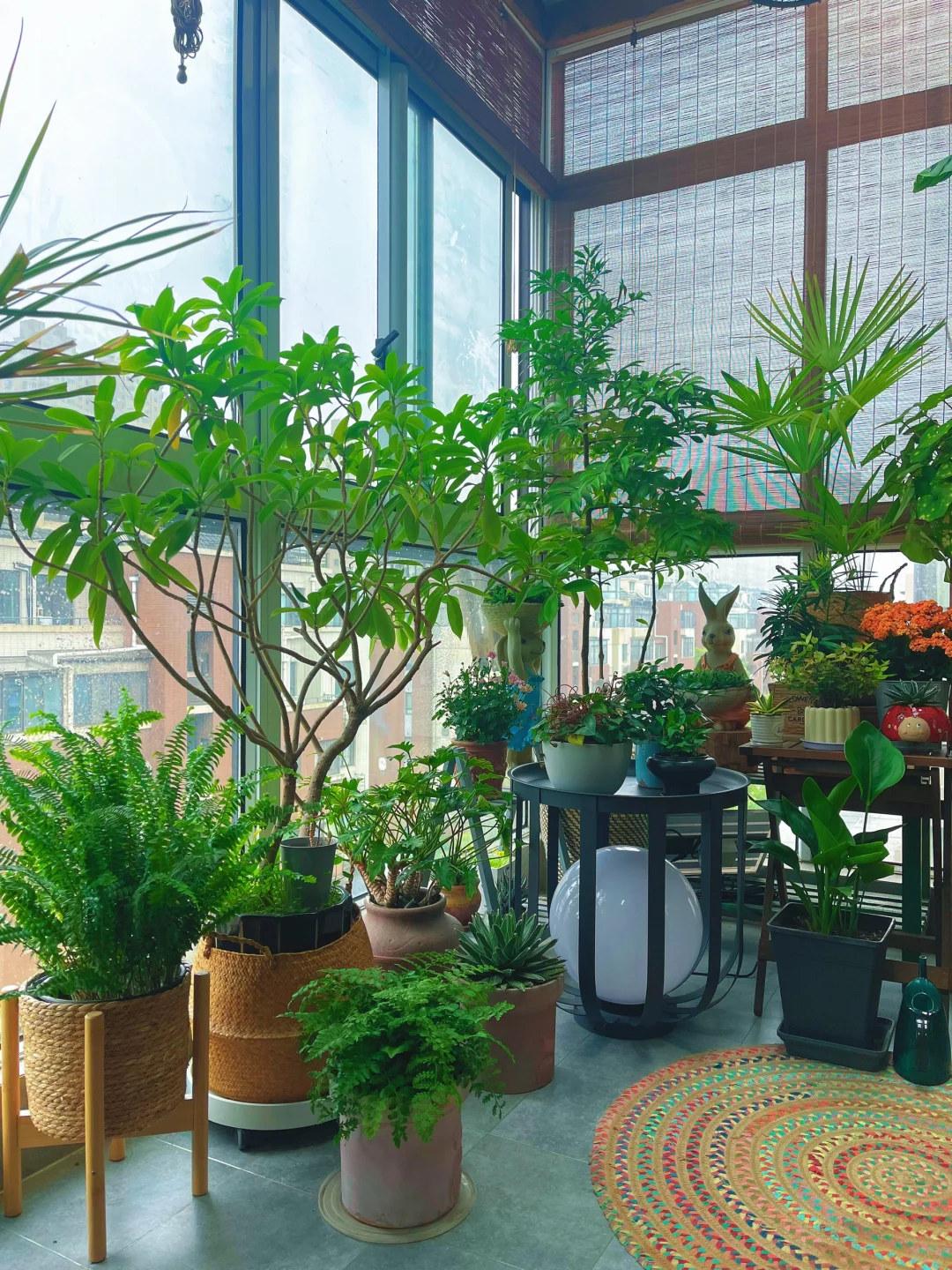 植物合集｜我家已经种了300多盆绿植，你家呢？