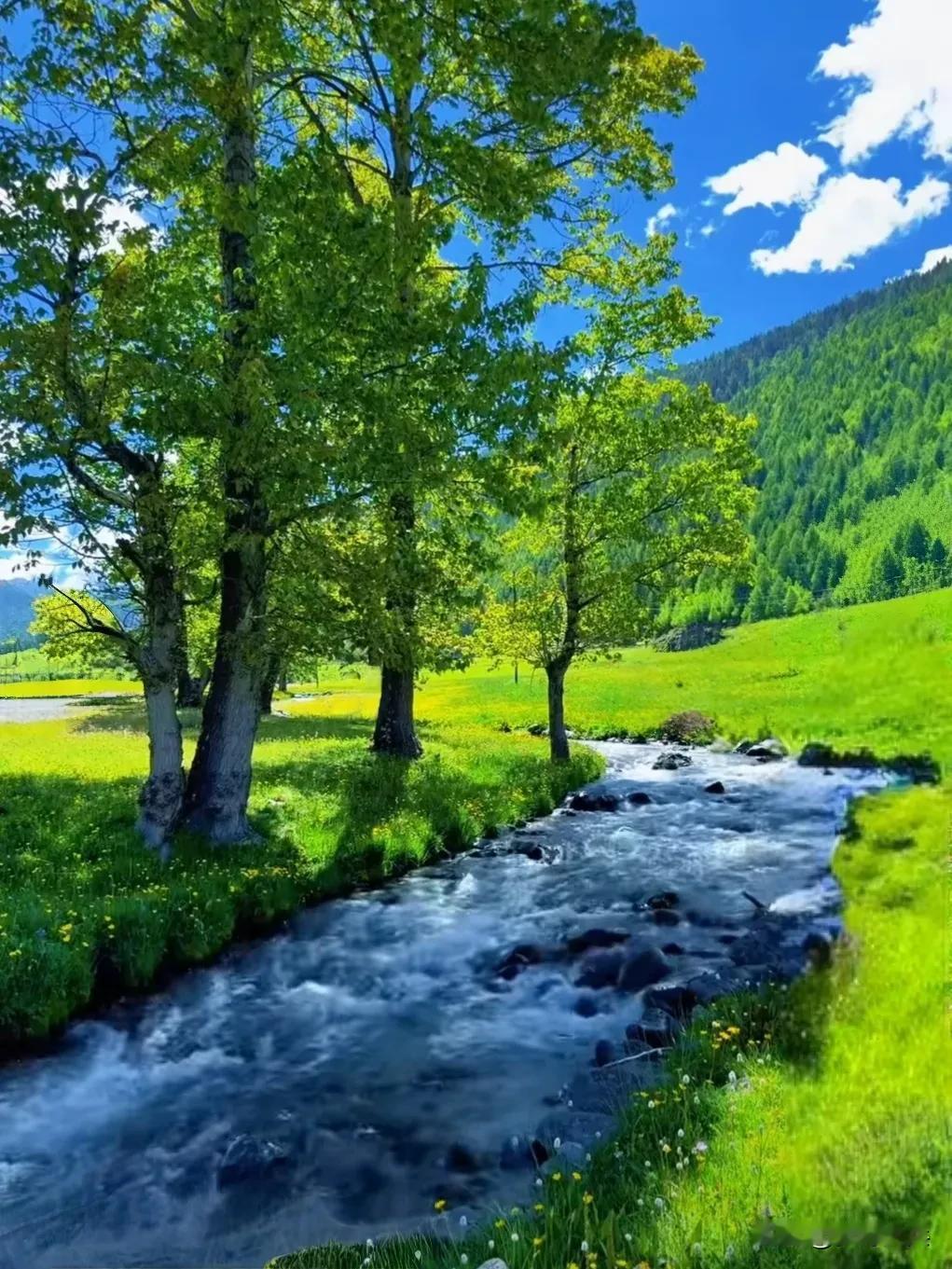 绿意盎然的夏天，溪流轻吟，自然之美尽收眼底，溪边树影摇，水畔草色新，溪边绿色的草