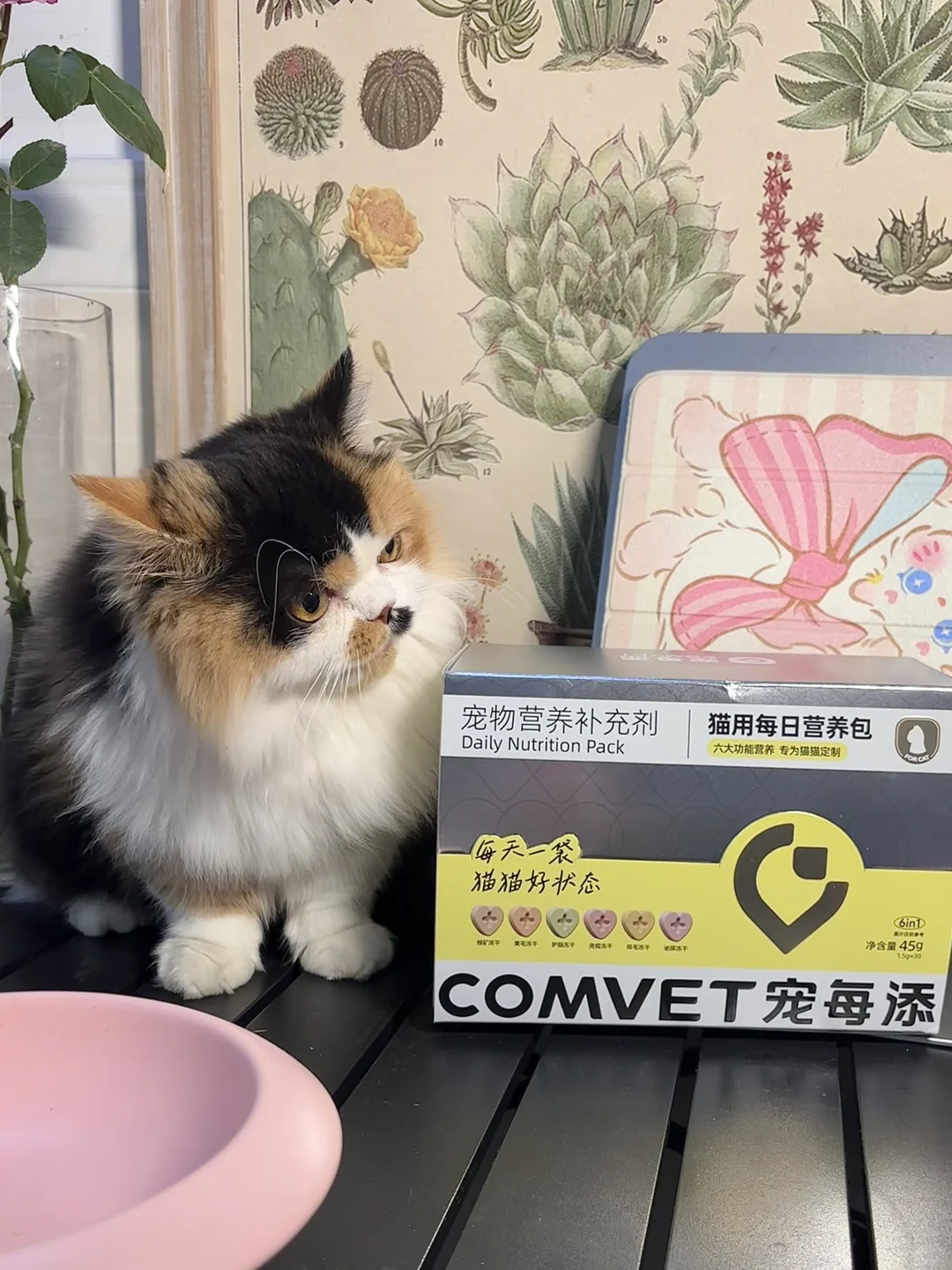 铁胃小流浪&脆皮宠物猫混养有它就够了