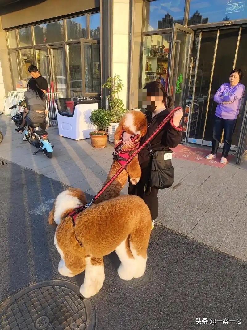 江苏无锡，一女客人牵着一大一小2条狗来到一家刚开业的餐厅用餐，其中一条是巨型贵宾