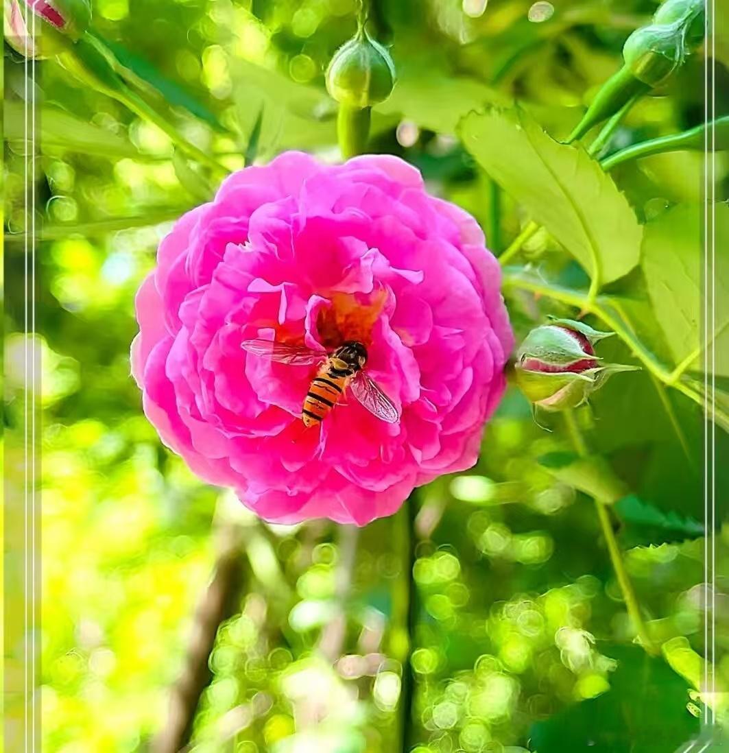 夏风知我意，携思入花丛～寻美河南