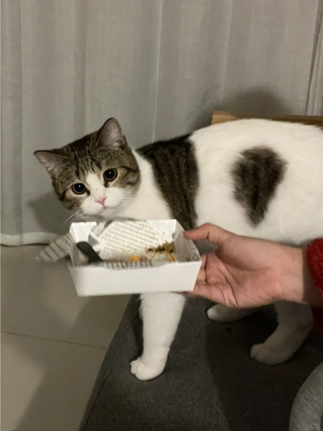 人类，你大大滴好。