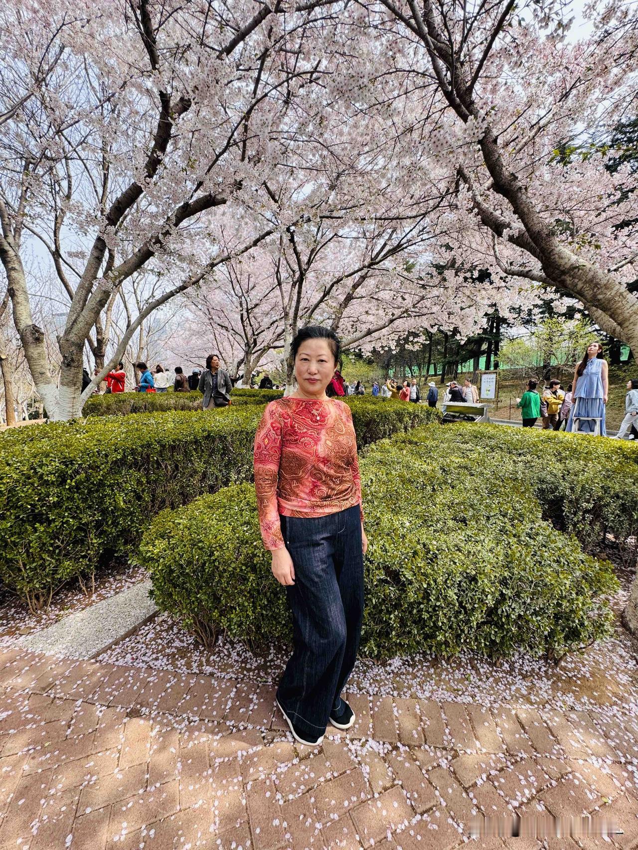 来大连劳动公园赏花，
我发现，
大连的春天都藏在每一朵樱花里。

我在樱花树下拍