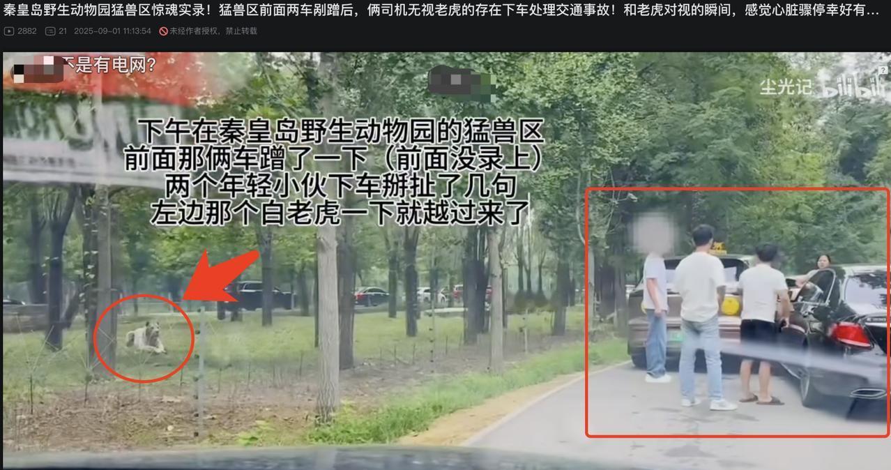 在野生动物自驾区剐蹭了，也千万别下车理论，猛兽园区，老虎就在趴着，而且人和老虎之