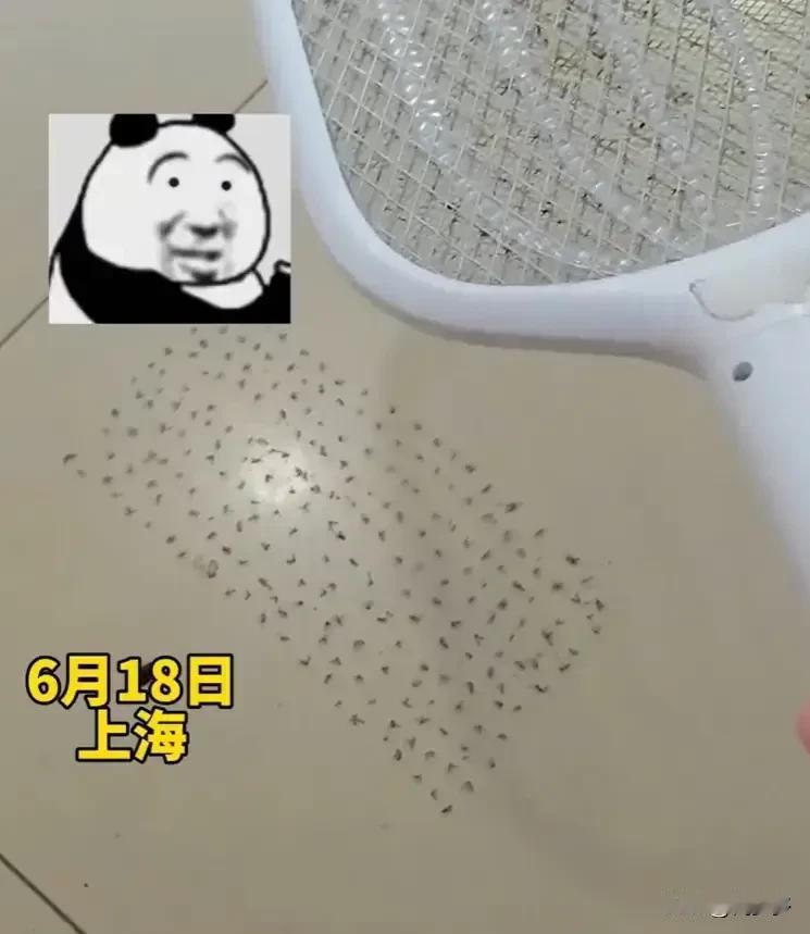 近日，上海一名男子在半夜起床用电蚊拍打蚊子。然而，屋内的蚊子数量并不能让他解气，