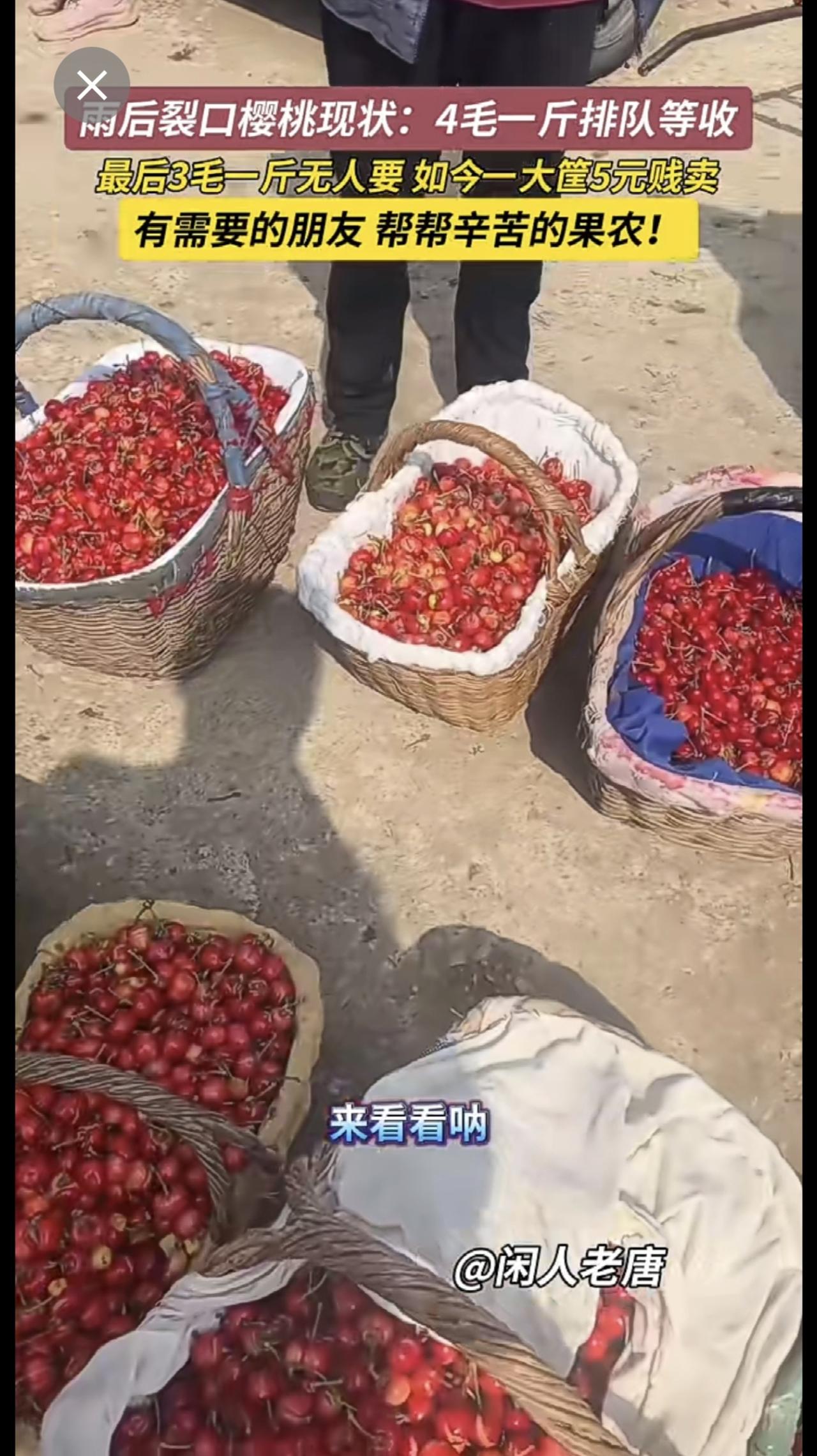 5月21日，烟台。大雨过后裂口樱桃，从4毛一斤排队等收，跌到3毛一斤依旧无人收购
