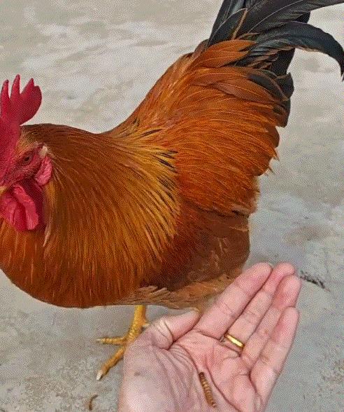 湖北，一女子将两条虫喂给家里一只公鸡吃，本以为公鸡过来后，会眼都不眨的就吃了两条