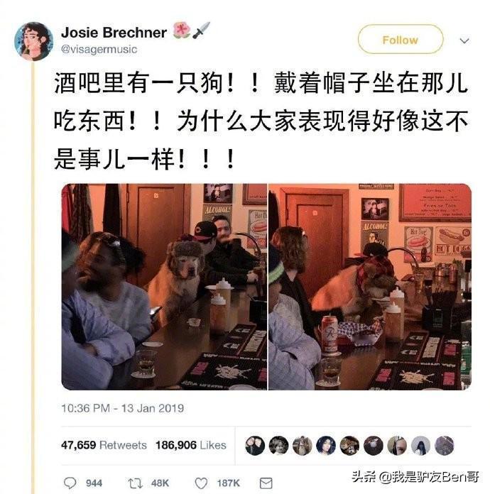 狗子：我一个狗吃饭旅行走走停停[doge]