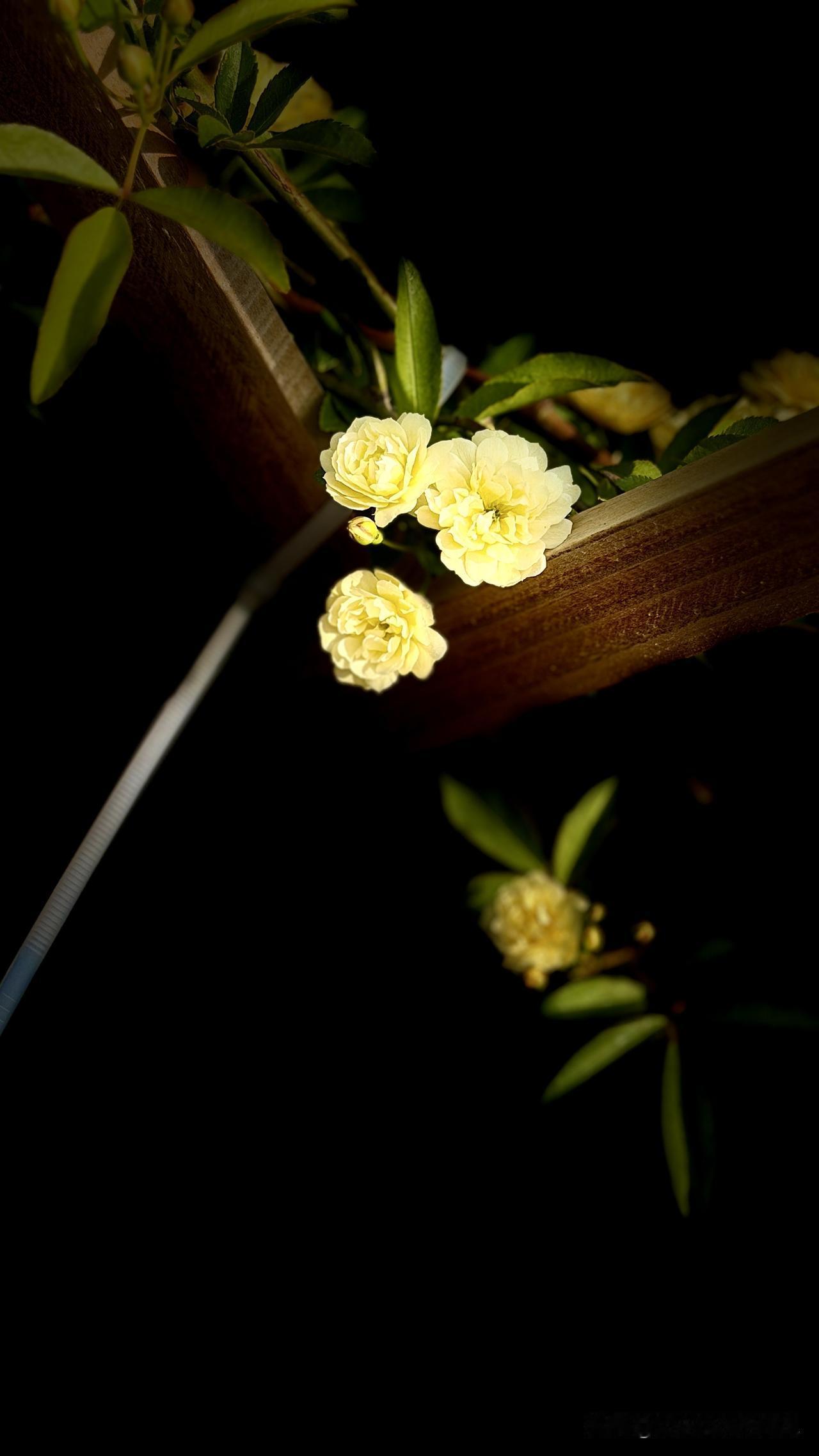 把春天装进镜头里！花园里的黄木香正好盛放，嫩黄花瓣层层叠叠，像流动的阳光铺满藤架