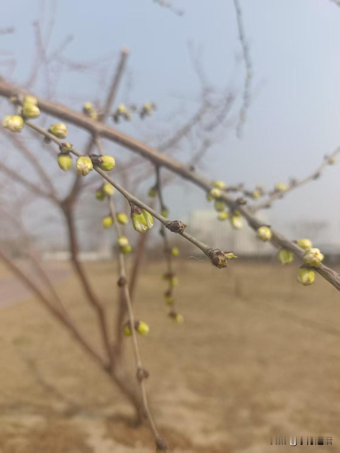 梁东方
惊蛰时节的早春时候，一望无际的麦子没有像想象中那样变得一片新绿，而是出人