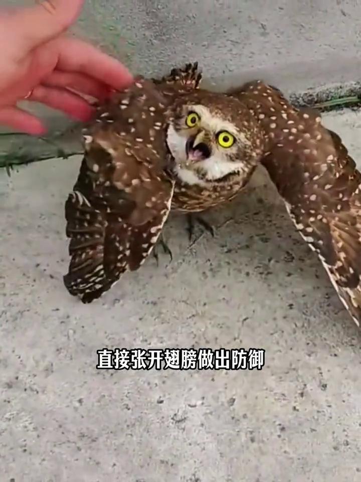 救助猫头鹰暖心一幕。
快看，两只乌鸦正在欺负一只鸟，于是好心小哥立马大声驱赶，等