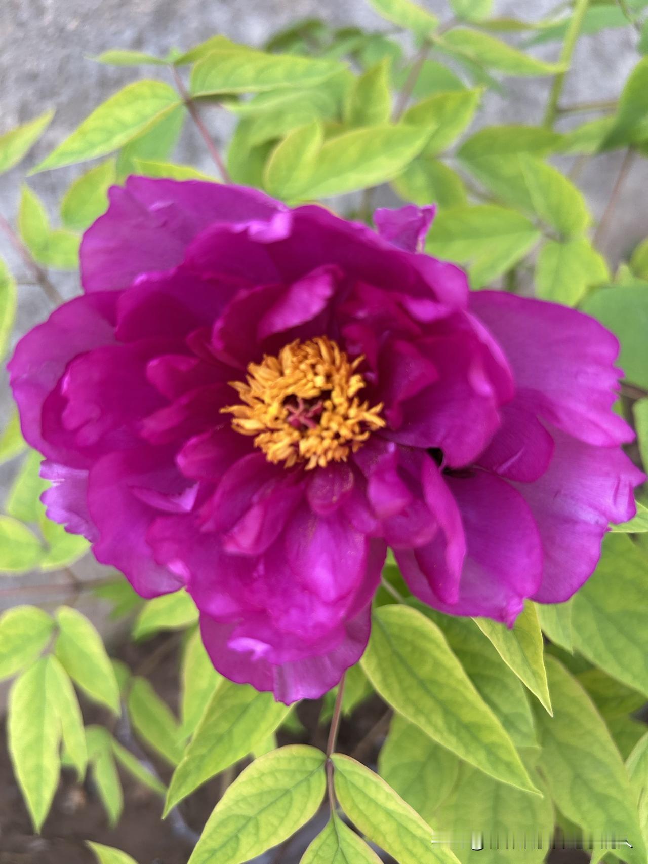 军事再强也架不住长期消耗，全靠美国输血撑腰，一旦靠山不稳立马露怯。内部族群矛盾、