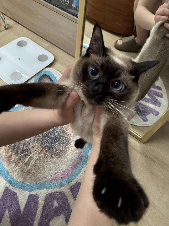 想看看大家的暹猫～